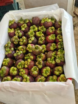 Organic Premium Mangosteen from Thailand (Available various sizes from 60g to 90g>) - Royex Trading Ltd. - Thailand