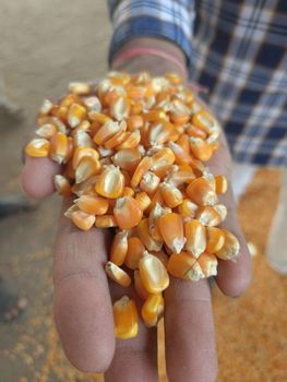 Yellow Corn For Human Consumption Yellow Corn Maize For Animal Feed White Corn Maize Best Supplier - AGRONOVA - United States