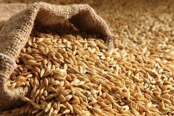 Natural Malt Barley Large Quantity Supply For Food Processing And Commercial Trade - MASI TRADING GMBH - Germany