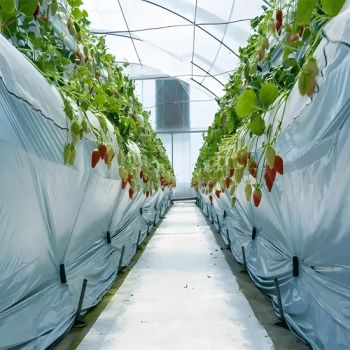 Commercial Tomato Production in Film Greenhouses Span Multi Origin China Size Customized Location Outdoor Layer - Shandong Xinshengtian International Trade Co., Ltd. - China