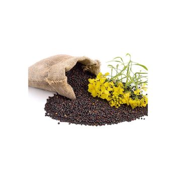 Rapeseed offered at discount price for bulk oil extraction and feed use - Mundus Exports Pty Ltd - South Africa