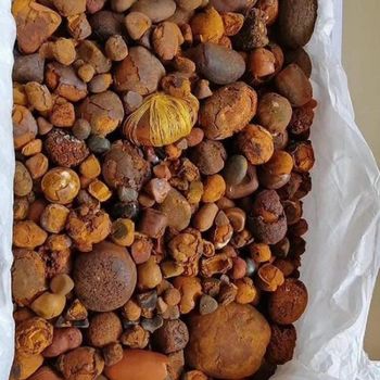 100% Natural Top Quality Ox Gallstones Cattle Gallstones Cow Gallstones Hot Selling Factory Price Buy Cow Gall Stones fo - CPW TRADE LTD - United Kingdom