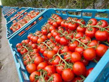 fresh tomato Form Barley, Black Eye Beans, Corn, Dried, Flour, Freeze Dried, Fresh, Green Mung Beans, Herbs, Honey, Iqf Frozen, Legumes, Light Beans, Maize, Mushroom, Puree, Purple Beans, Red Beans, Rose Hips, Spices, Sunflower Oil, Sunseeds, - World Import Export Trade LLC - Uzbekistan