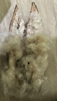 Kapok fibre - Wilson kapok fibre only - India