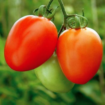 Hy Tomato Grade A Packaging HDPE Variety Hybrid Shelf Life 30 day's Quality Excellent A Grade Brand Name Greenfield Seeds - Greenfield Agriclinic and Agribusiness centre  - India