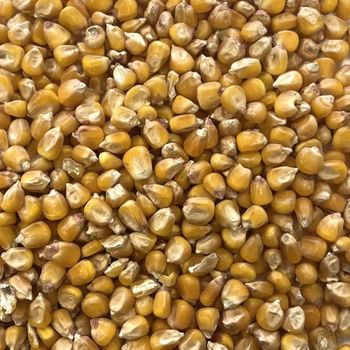 Feed Corn from Northbridge Trade group Feed Corn - Northbridge Trade group - Canada
