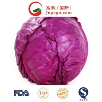 Chiese New Crop Super Quality Fresh Red Cabbage Purple Cabbage - Jinan Gogo International Trade Co., Ltd. - China