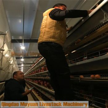 Poultry Farming Equipment Battery Cages Laying Hens Design Layer/Chicken Coop - Qingdao Muyuan Livestock Machinery Co., Ltd. - China