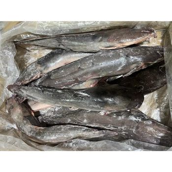 Frozen Catfish Cleaned And Gutted Fresh Frozen Fish Selection For Seafood Importers And Wholesale Distribution - TOSOH INTERNATIONAL - South Africa