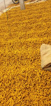 Turmeric - Barathi spices international  - India