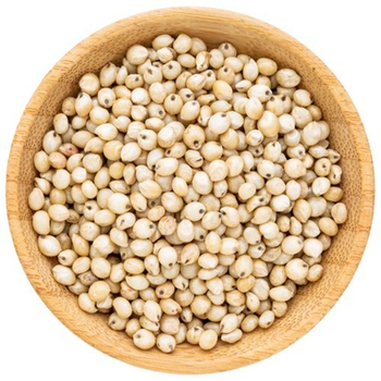 Premium Quality White Sorghum Wholesale Supply At Factory Price For Sale - MASI TRADING GMBH - Germany