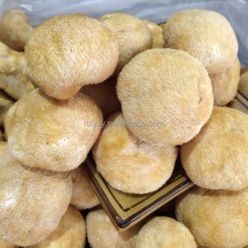 Hou Tou Gu Bulk Monkey Head Mushroom Herb Hericium Erinaceus Dried Whole Lion Mane Mushroom - Jicao Hanfang (ningxia) Agricultural Development Co., Ltd. - China