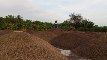 PALM KERNEL SHELL (PKS) - PT. Dastan Global Mandiri - Indonesia