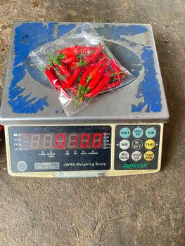 FRESH SMALL CHILI from MANTIS AGRO FRESH SMALL CHILI - MANTIS AGRO - Vietnam