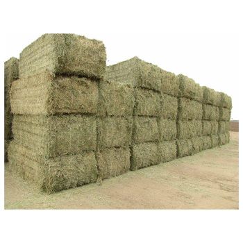 ready to supply alfalfa hay bays / Alfafa pellets / Dehydrated Alfalfa cubes timothy hay Alfalfa Hay / Timothy Alfafa Hay / Rhode Hay Alfalfa Hay for Animal Feed Cattle Horse Cow Chicken Pet - MFD AGRICULTURE LTD - United Kingdom