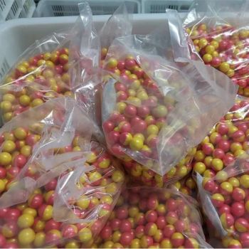 Clearance Stock Paintballs Bulk Buy 10, 000 Rounds Get Extra 5% Discount Code - Hualiu Industrial Co., Ltd. - China