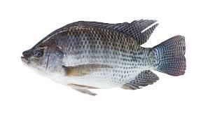 Frozen Tilapia – Premium Quality Whole Fish / Fillets Grade A Texture Firm Type Seafood Flavor Profile Mild, Delicate Storage Temperature -18°c Or Below - TRADE NEPAL LLC - United States