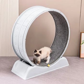 Cat Circle Track Interactive Pet Running Toys - Tianjin Smart Pets Technology Co., Ltd. - China