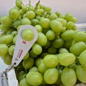 High Quality Table Grapes From South Africa from NINE FRUITS EXPORTS (PTY) LTD High Quality Table Grapes From South Africa - NINE FRUITS EXPORTS (PTY) LTD - South Africa