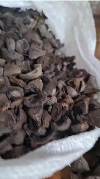 Palm Kernel Shell (PKS) from Harmoni kreatif Indonesia Palm Kernel Shell (PKS) - Harmoni kreatif Indonesia - Indonesia