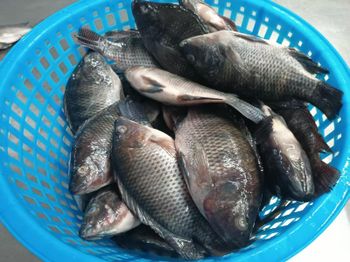 Frozen Tilapia Whole Round Fish Supplier Exporter for Global Wholesale Seafood Buyers - Quanzhou Yanghua fishery - China
