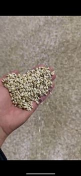 Safflower seed, 红花籽，Carthamus tinctorius, Premium Export Quality - ExAlem - Russian Federation