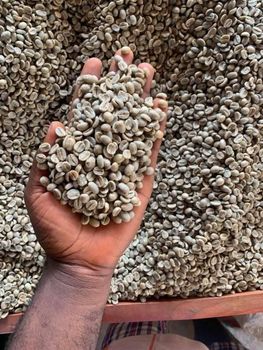 2026 Cheapest Robusta Green Coffee Beans Green Coffee Beans 50kg Bags Coffee Beans Green Price Per kg - Nedvixs Company Limited - Kenya