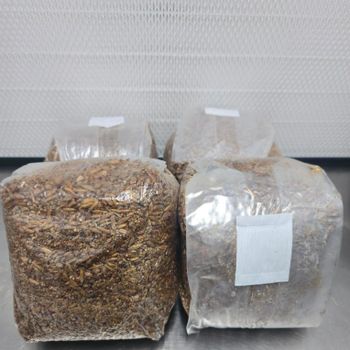 Mushroom Growing Spawn Bag Premium for Fast Delivery Get the Best Wholesale Rates and Start Cultivating Mushrooms from CPW TRADE LTD Mushroom Growing Spawn Bag Premium for Fast Delivery Get the Best Wholesale Rates and Start Cultivating Mushrooms - CPW TRADE LTD - United Kingdom