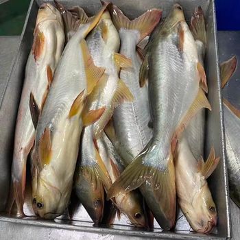 IQF Frozen Pangasius Whole | Wholesale Price | Halal Certified Fish Supplier - VERTEX TRADING LIMITED - United Kingdom