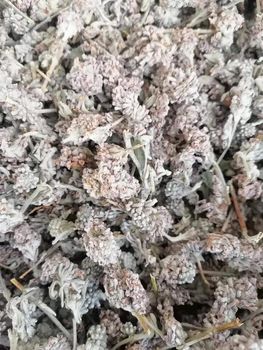 Menghua Yang Er Duo Natural Raw Wild Dried Buddleja Officinalis Maxim Flowers Buds From Fujian for Sale from EcoRoma GmbH Menghua Yang Er Duo Natural Raw Wild Dried Buddleja Officinalis Maxim Flowers Buds From Fujian for Sale - EcoRoma GmbH - Germany