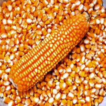 Superior Yellow Corn With Bright Golden Color Yellow Corn Ideal For Processing And Bulk Industrial Applications from THE GREEN INTERNATIONAL LIMITED Superior Yellow Corn With Bright Golden Color Yellow Corn Ideal For Processing And Bulk Industrial Applications - THE GREEN INTERNATIONAL LIMITED - Tanzania