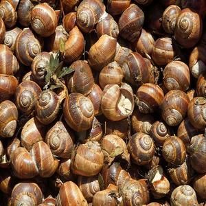 Frozen Snails helix aspersa Texture Fresh Quality Standard Premium Grade Flavor Optimal Taste And Freshness Preservation Method Flash - Big S - Indonesia