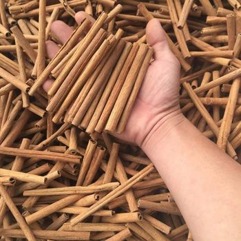 Cigarette Cassia - ECOLUTION COMPANY LIMITED - Vietnam
