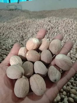 Nutmeg  – product photo, Whole Nutmeg Seeds products found from trusted suppliers, wholesalers, manufacturers & exporters Listing