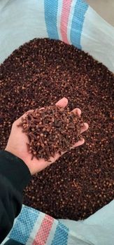 Clove - Agro Gading Indonesia  - Indonesia