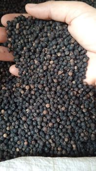 Black pepper GL 500 -550 – product photo, Refined Black Pepper products found from trusted suppliers, wholesalers, manufacturers & exporters Listing