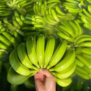 Hot Sale 2024 New crop Cavendish Vietnamese Bananas with High Quality Fresh bananas With Competitive Price – product photo, Fresh Cavendish Bananas products found from trusted suppliers, wholesalers, manufacturers & exporters Listing