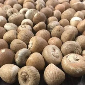 Betel Nut Grade A+ Max. Moisture (%) 3,5 Moisture Content 3-5% Origin Jakarta, Indonesia Document Support Phytosanitary, - PT. Daleo Trans Global - Indonesia