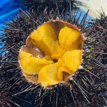 IQF Frozen Sea Urchin Uni Premium Grade Wholesale Bulk Supply with Stable Year Round Export - PILOTEXPORT IMPORT AND EXPORT LTD - South Africa
