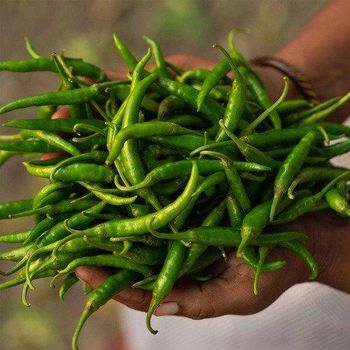 Green Chilli Organic Yes Degree of Spiciness Mild, Spicy Delivery Form Bag, Canned, Crate, Net Bag, Shell Chili Type Anaheim, Bhut Jolokia, Carolina Reaper, Cayenne, Habanero, Jalapeño, Poblano, Serrano, Tabasco - PrimeCrop Exports - India