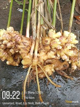 Young Ginger Fresh/Dry From Vietnam