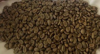 specialy washed arabica green coffee beans M.Elgon uganada Organic No Decaffeinated No Bean Type Arabica Degree of Processing Raw - YFCF group - Uganda