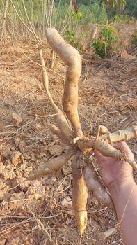 Fresh Cassava - Dimas - Indonesia