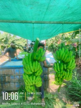 Banana Cavendish G9 from Oakwood Global Banana Cavendish G9 - Oakwood Global - India