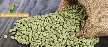 Coffe Beans Green Arabic from COMERCIO INTERNACIONAL Coffe Beans Green Arabic – product photo, Long Green Beans products found from trusted suppliers, wholesalers, manufacturers & exporters Listing
