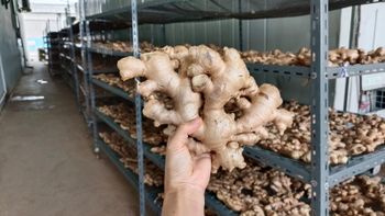 Ginger Agriculture Product Ginger with Competitive Price Vietnam Top Quality Ginger by Holiday whatsap +255787979235/ 255762500052 - AL JABLI TRADING COMPANY LIMITED - Tanzania