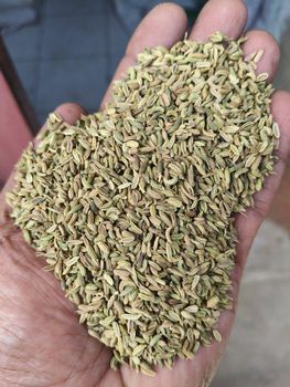 Fennel Seeds - AL HARAM INTERNATIONAL IMPORTER AND EXPORTER - Pakistan