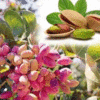 Product - YUSUF FISTIKCILIK - Turkey