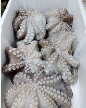 Octopus - FISHERIES INTL - Mauritania