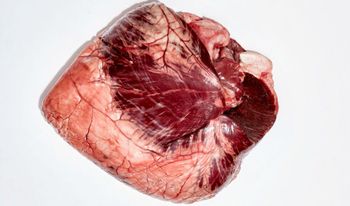 Top Quality Frozen Pork Heart Natural Fresh Frozen Pork Heart Ready For Bulk Wholesale Sale Worldwide - PLANETE COMMERCE - France